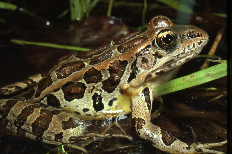 Vernal Pool Frogs and Toads