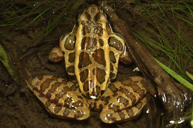 Vernal Pool Frogs and Toads