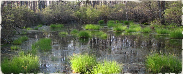 Vernal Pools